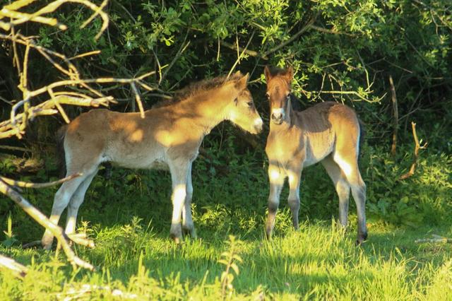 Beschermt de kudde veulentjes tegen wolf? Volgens omwonenden Aekingerzand zijn 5 veulens weg. ‘Hoe k