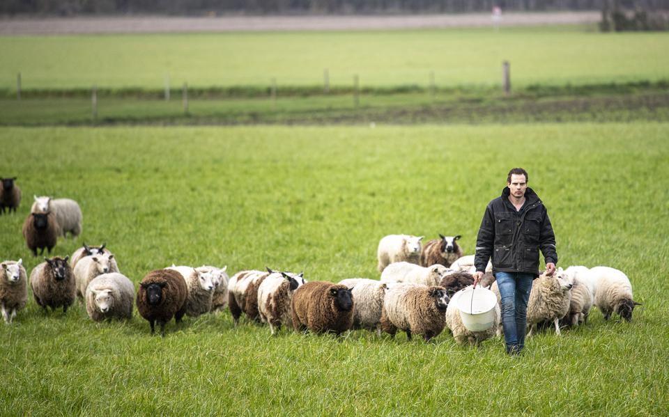 Bert Zinger uit Hijken met zijn schapen.