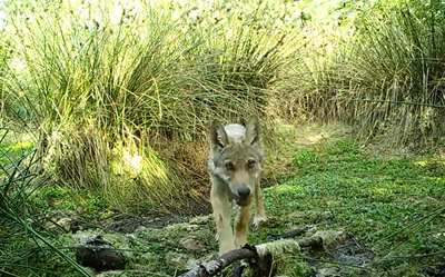 Een van de wolvenwelpen in het Drents-Friese Wold.