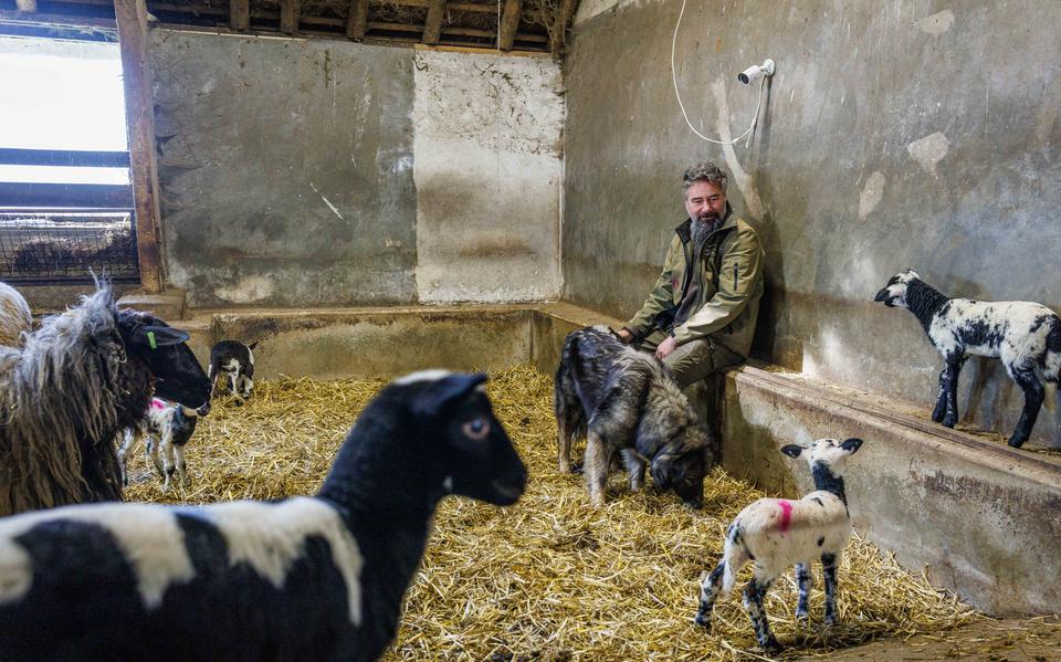 Schaapherder Catrinus Homan tussen de schapen en lammeren, met boven zijn hoofd de camera die alles registreert.