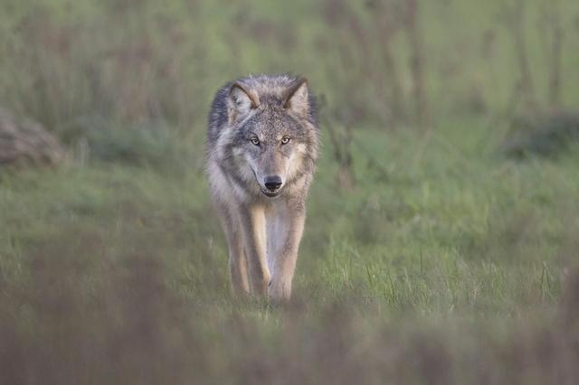 Onderzoek: tientallen wolven in Nederland gestroopt. ‘Wijdvertakt netwerk’