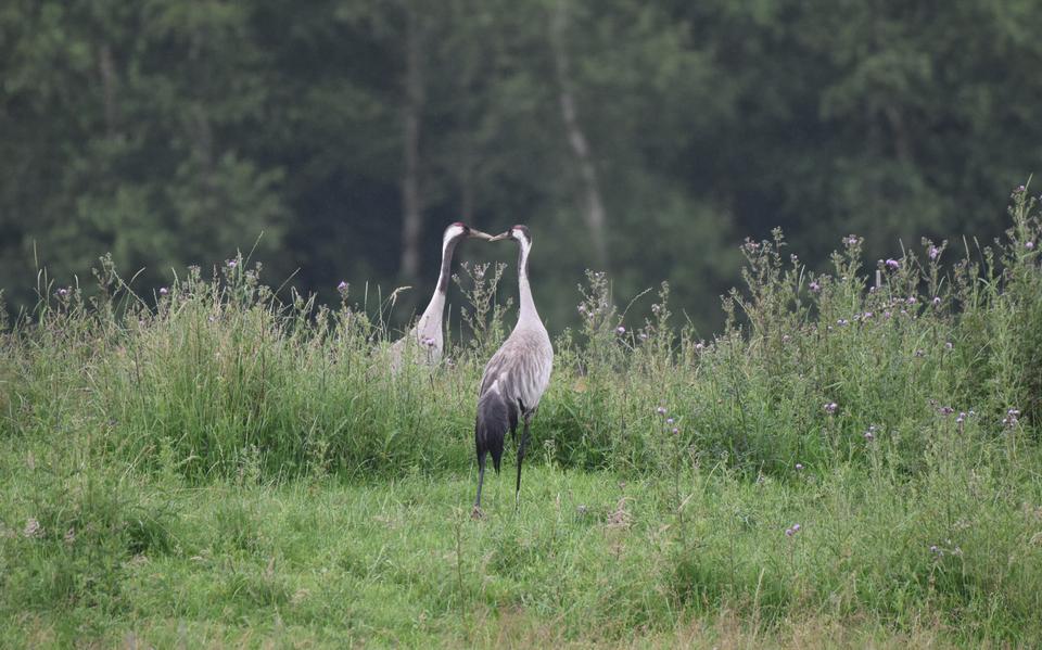 Kraanvogels in Fochterloërveen 2021.