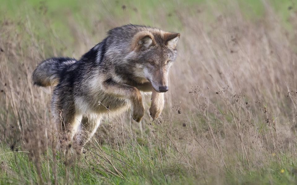 Een jonge mannetjeswolf is op jacht naar muizen in een natuurgebied nabij Oude Willem in Drenthe, vlak over de grens van Friesland. 