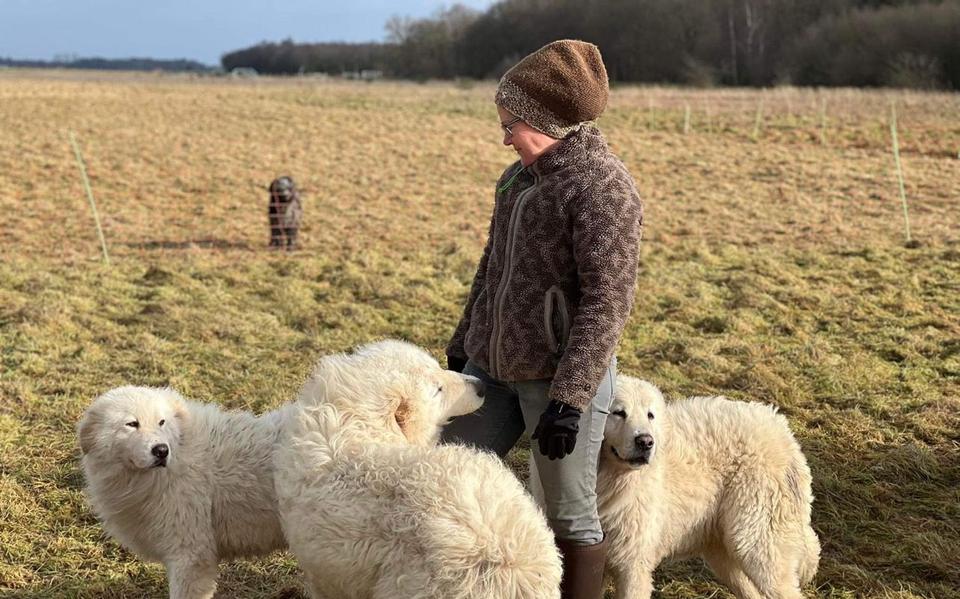 Schaapherder Erika Visser is blij met haar drie 'ijsberen'. 