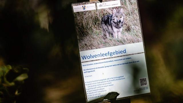 VPO krijgt in gemeenteraad Ooststellingwerf geen steun voor motie over wolven. ‘Alles wat genoemd wo