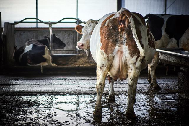 Nieuwe stikstofplannen van overheid zijn best spannend voor Ooststellingwerf. ‘Het moet leiden tot p
