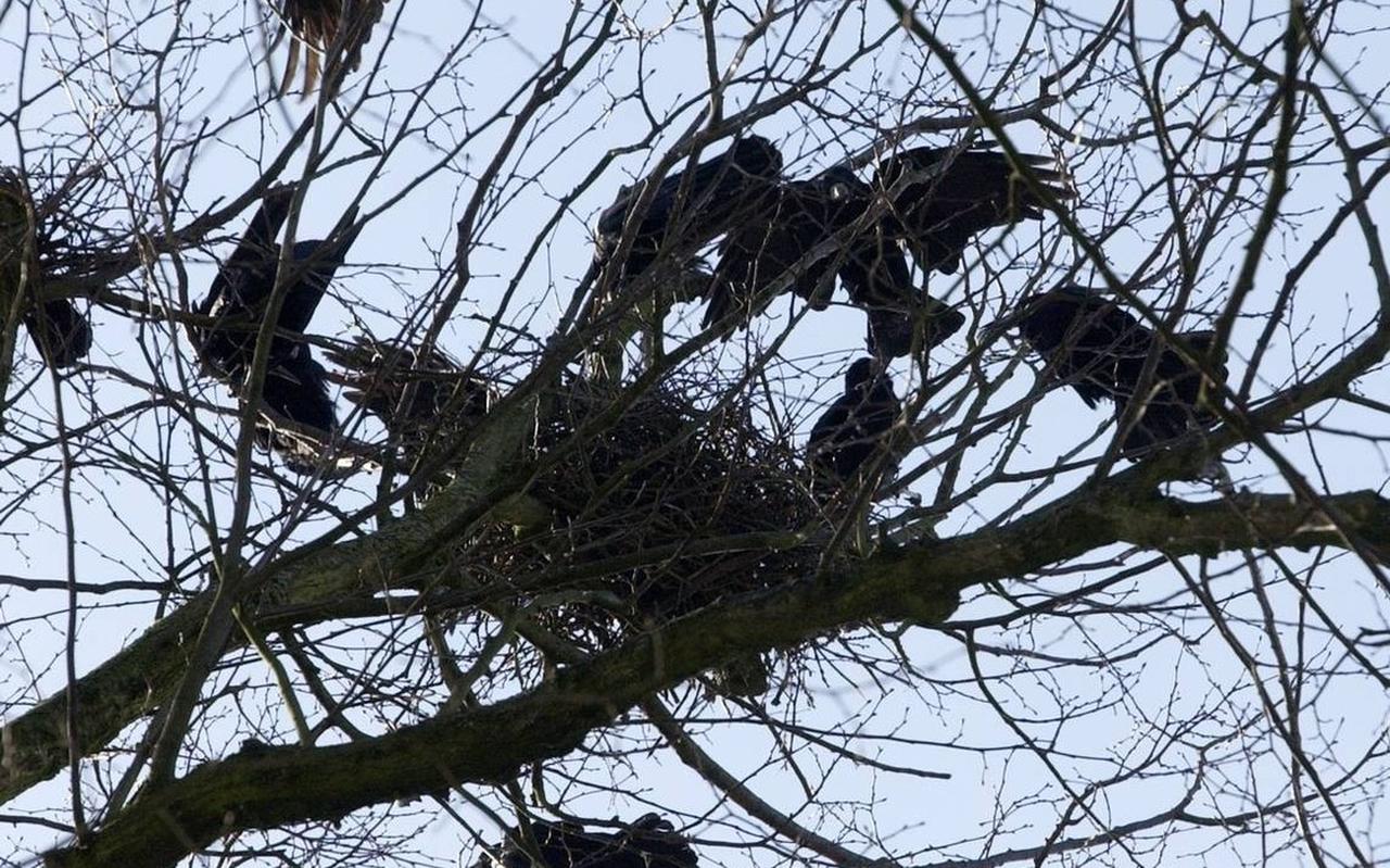 Roeken bezig met het bouwen van een nest. Roeken bezig met het bouwen van een nest.