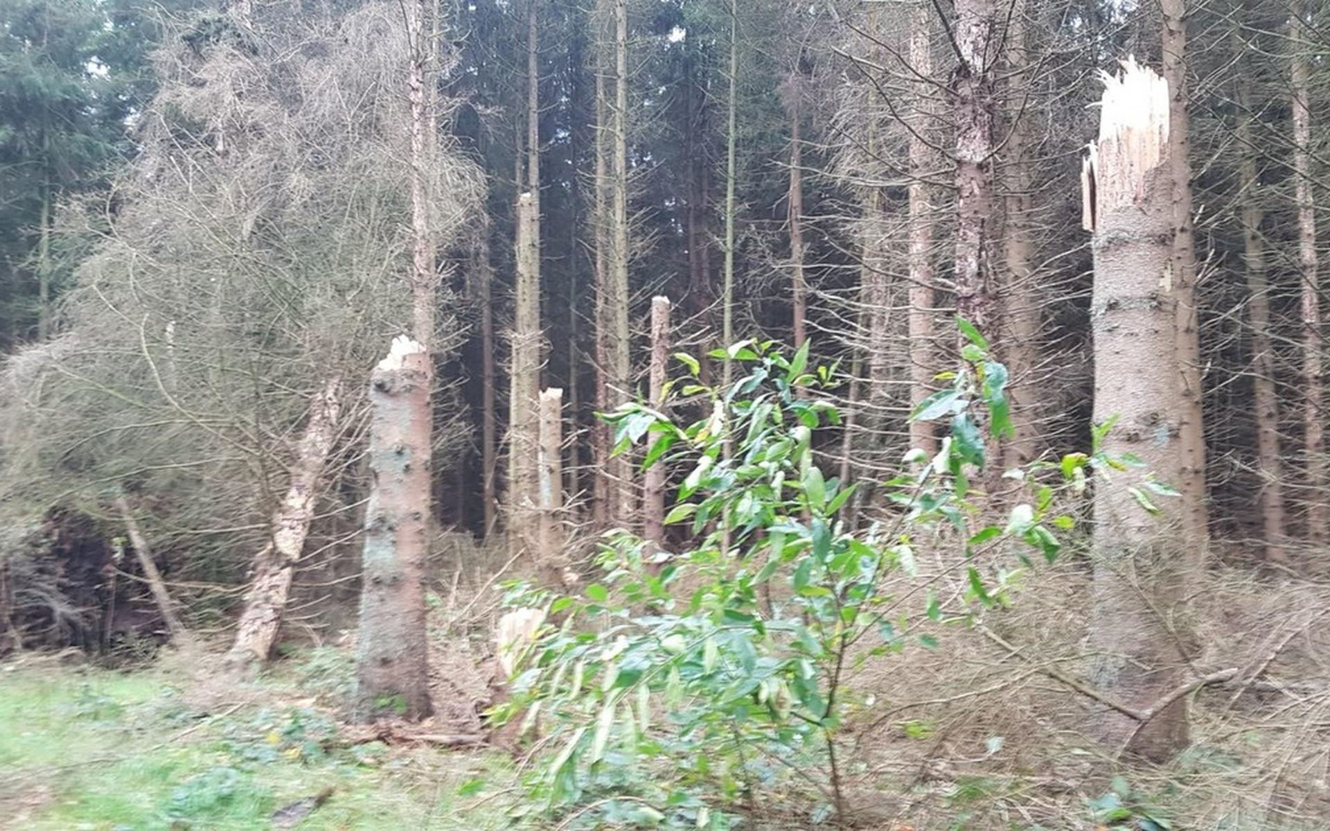 Storm richt ravage aan in Compagnonsbossen - Nieuweooststellingwerver
