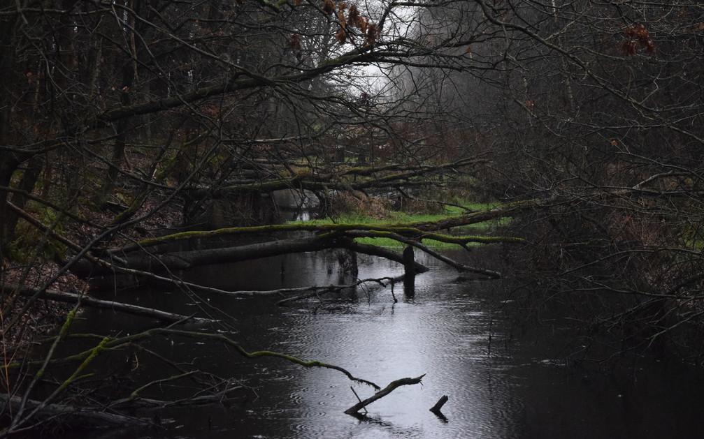 Omgevallen bomen 'belemmeren' uitzicht - Nieuweooststellingwerver