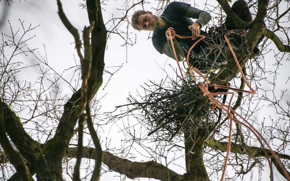 De nesten worden uit de bomen verwijderd.