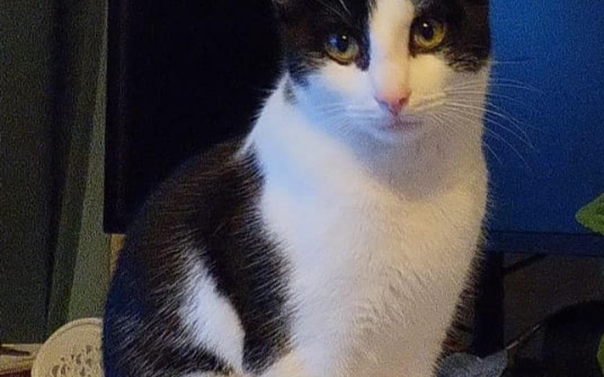 De kat Momo wordt sinds 28 maart vermist. 
