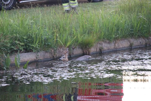 Brandweer haalt opnieuw ree uit de vaart in Appelscha