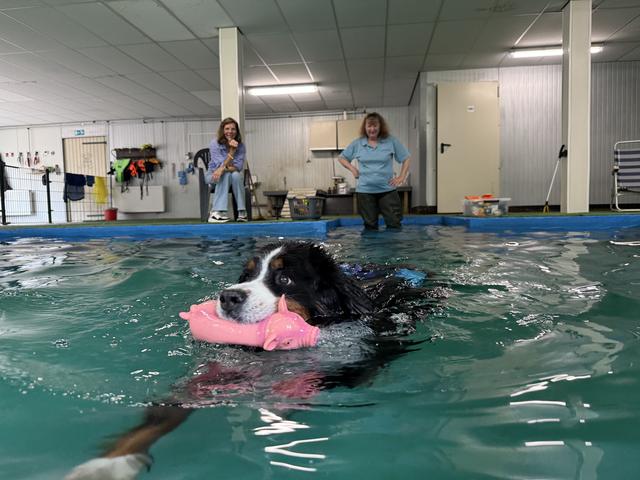 Zwemmen voor honden: in het water bij hondenzwembad ’t Natte Neuzenbad in Waskemeer