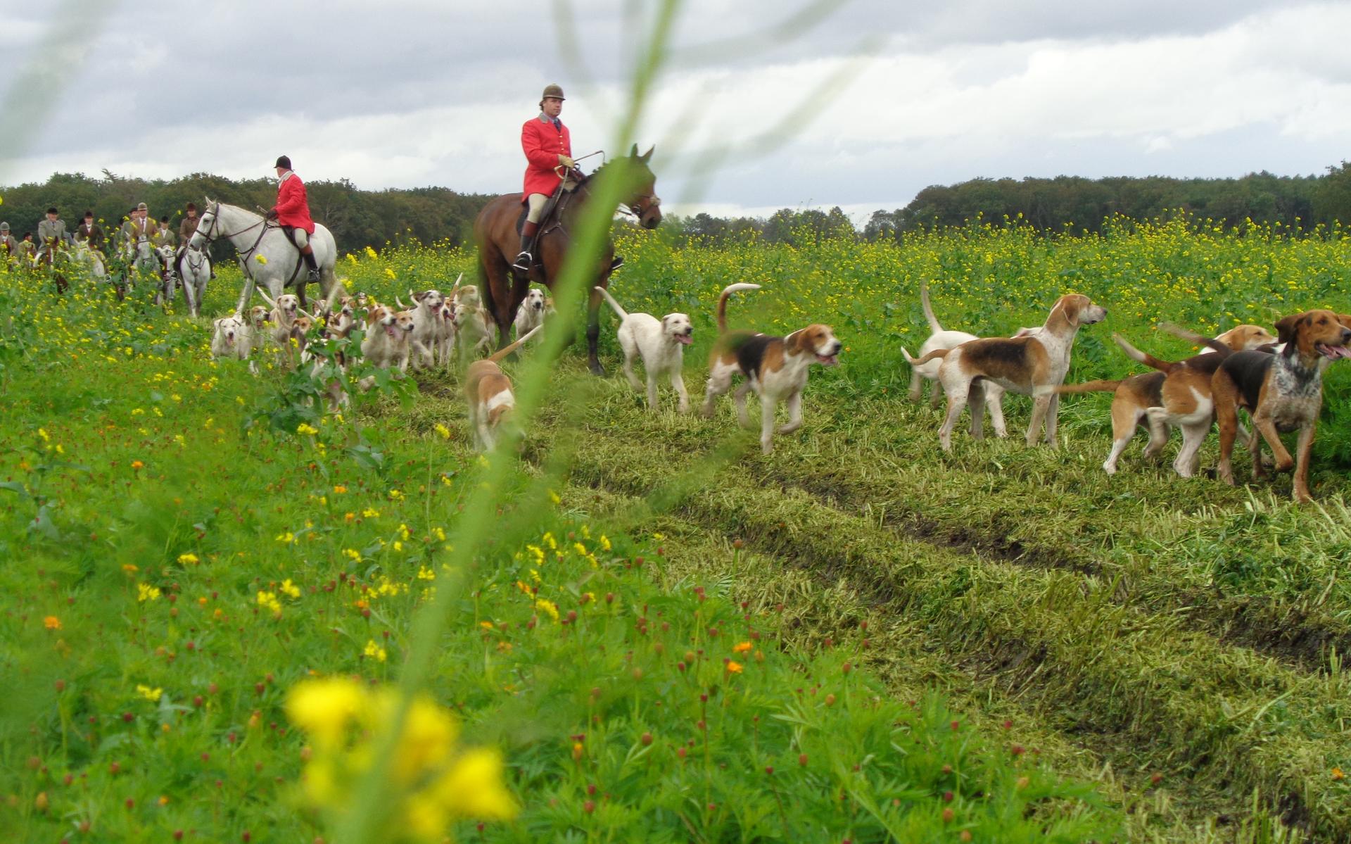Weer slipjacht door landerijen Elsloo en Zorgvlied. 35 foxhounds verdelen als beloning de pens - Nie
