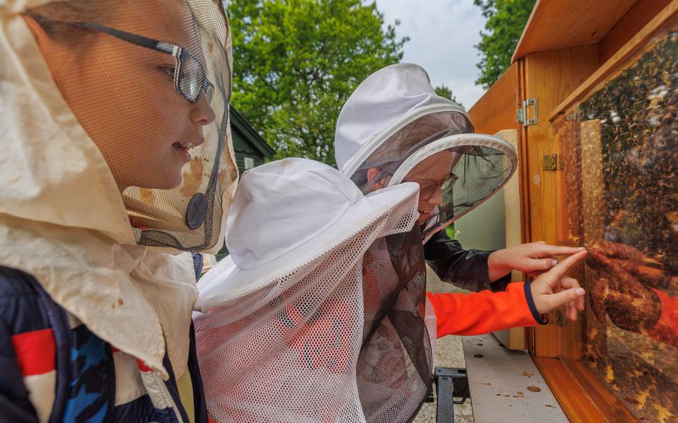 Leerlingen van groep 4 van cbs De Adelaar in Wolvega op bezoek bij de imkersvereniging in Oosterwolde. Ze zijn op zoek naar de koningin.  Foto Rens Hooyenga