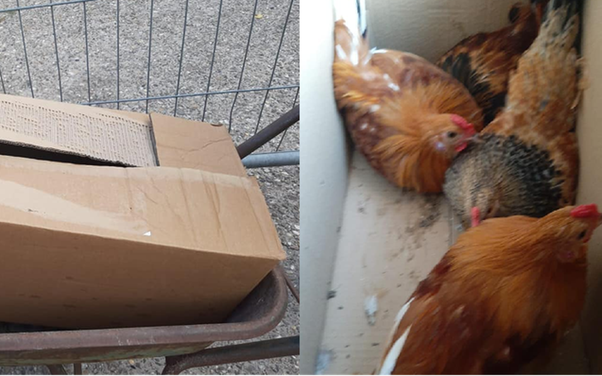Kampeerder vindt in Elsloo doos met hanen; dieren zijn naar De Fûgelhelling gebracht - Nieuweoostste