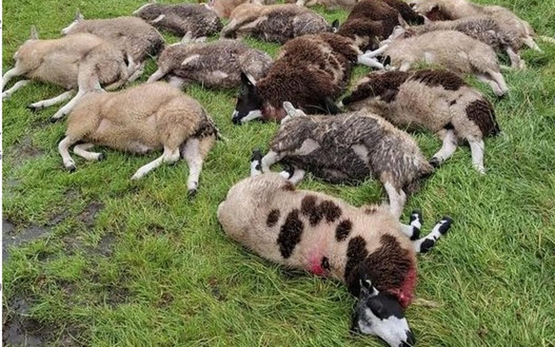 Wolf slaat toe in Elsloo. Zeventien schapen het slachtoffer