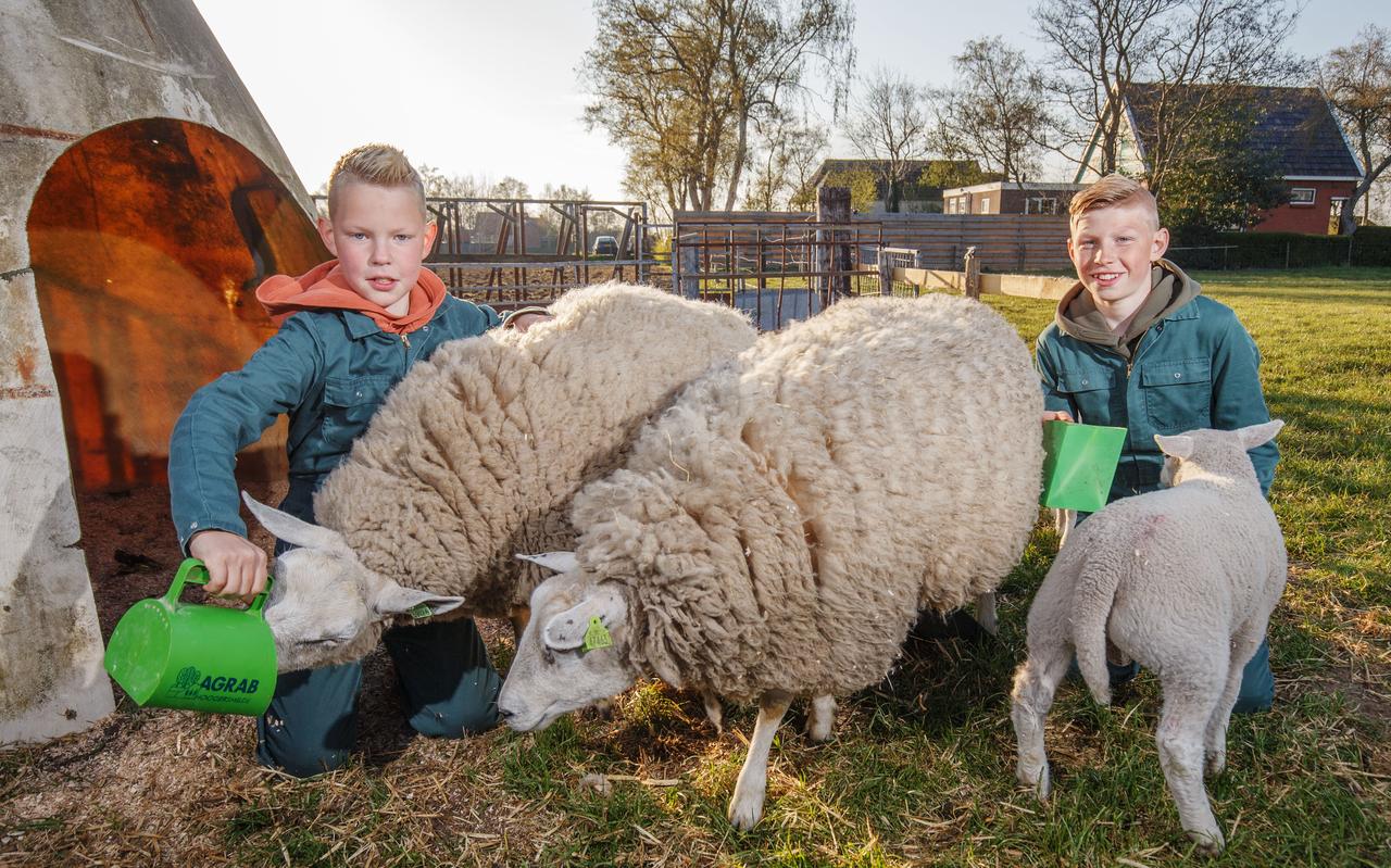 Jens Stoffers (13) en Bram Stoker (10) houden schapen Jens Stoffers (13) en Bram Stoker (10) houden schapen