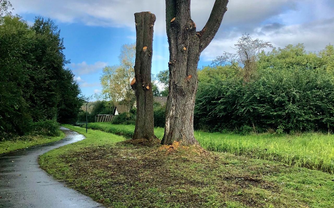 ‘Deze oude wilgen herbergden een schat aan ecologische rijkdom.' ‘Deze oude wilgen herbergden een schat aan ecologische rijkdom.'