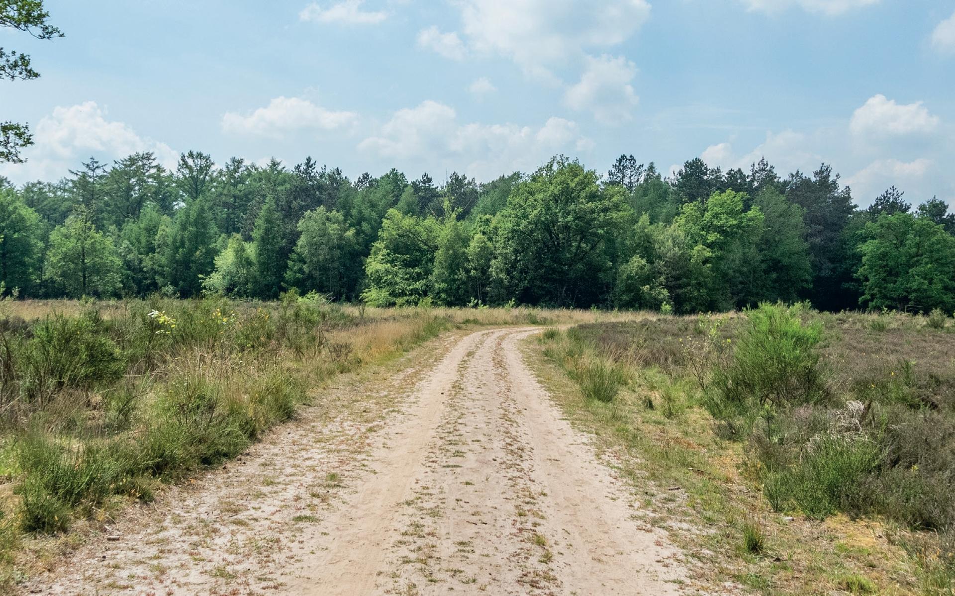 Heideterreinen in Blauwe bos bij Haulerwijk worden met elkaar verbonden om onder meer de adder en le