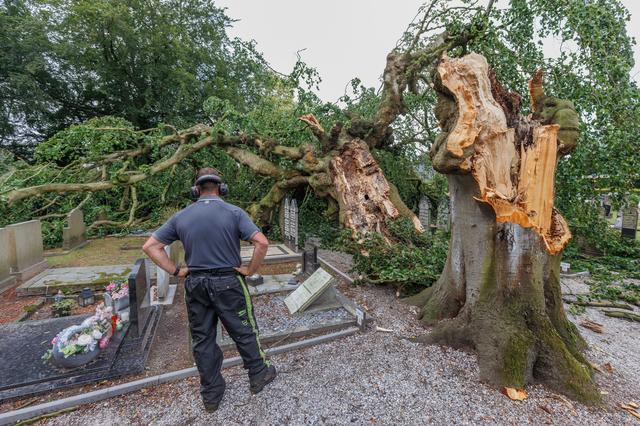 Treuren om monumentale treurbeuk op begraafplaats in Oosterwolde. ‘Zo’n blikvanger is niet te vervan