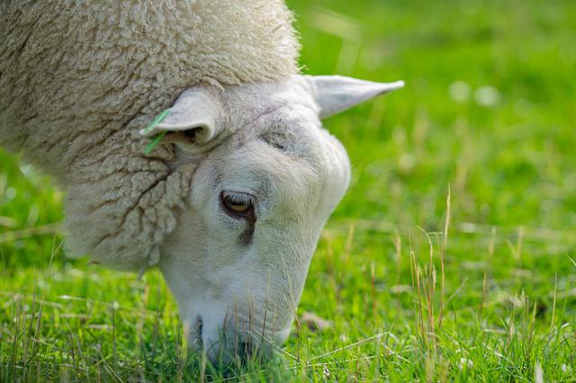 Tientallen dode en gewonde schapen aangetroffen bij Nieuwehorne. Mogelijk het werk van wolven