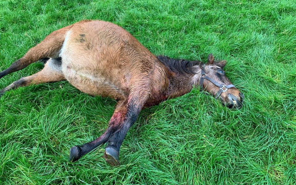 De gedode pony uit Elsloo. 
