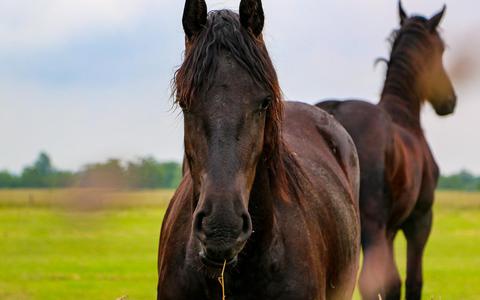 Man uit Ooststellingwerf zorgt niet goed voor pony's, paarden en ezels: werkstraf en voorwaardelijke boete
