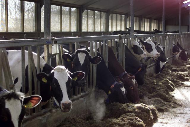 Ooststellingwerf roert zich in Friese stikstofaanpak: 'Schuiven we extra rekening door naar onze reg