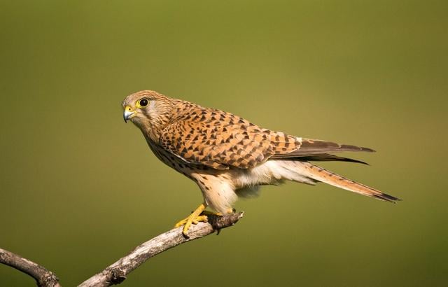 Door dit bijzondere natuurmoment verhuist Tuinfestival in Oosterwolde naar andere locatie
