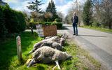 Boer Kees Terpstra heeft vier schapen verloren aan (vermoedelijk) rondzwervende wolf. Uit protest heeft hij de dieren aan de weg gelegd.