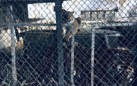 De tijger, Tsezar, zat volgens woordvoerder Marianne Michielen samen met vijf andere tijgers vast in een ,,privéclub’’.