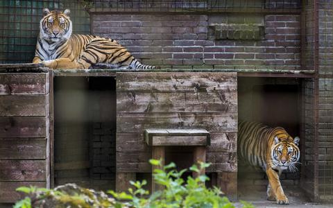 De tijgers Rhadja en Dehli (rechts) in hun verblijf bij roofdierenopvang Felida. 