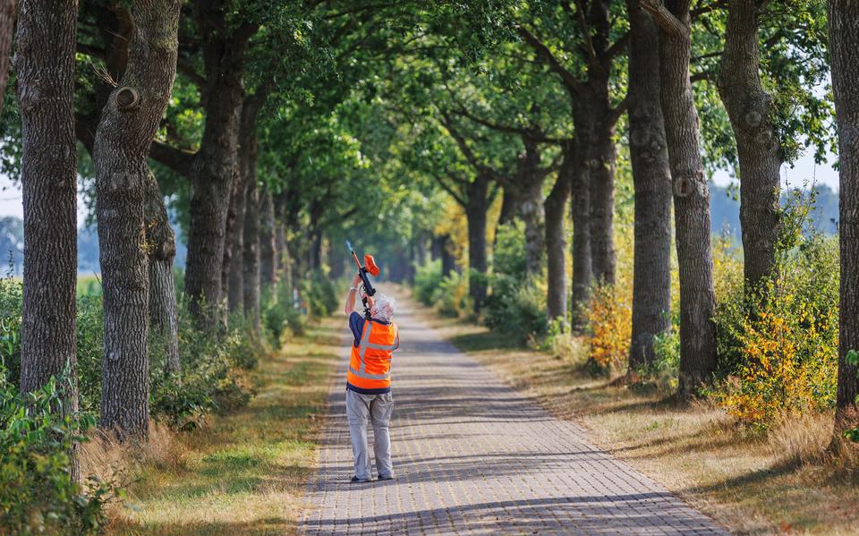 Guus Hellingman knalt de sekslokstof in de eikenbomen langs de Helomaweg bij Fochteloo. 