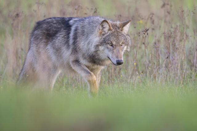 Hoeveel wolven zijn er in Friesland en Nederland? Dit zegt het nieuwste rapport van BIJ12