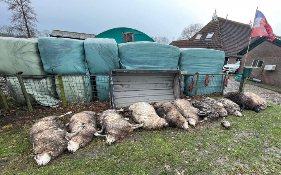 Een aantal dode schapen op het erf in Boijl.