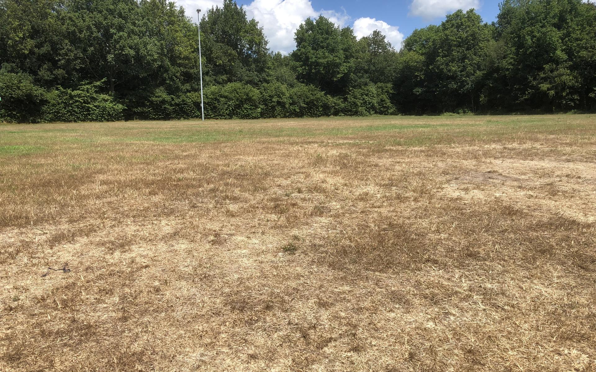 Engerlingen vreten weer sportvelden in Noordwolde kapot. Geld om de beestjes te bestrijden, hebben c