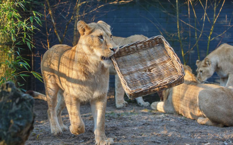Een jonge leeuwin is aan het spelen in haar nieuwe huis in Nijeberkoop.