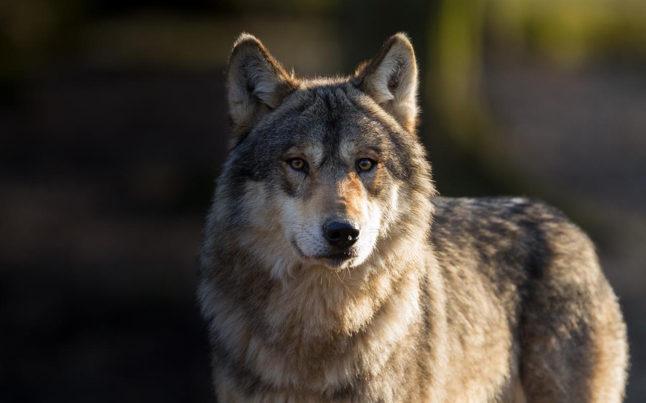 Wolf. Wolf.